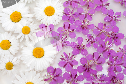 Image of Daisywheels and violet flower