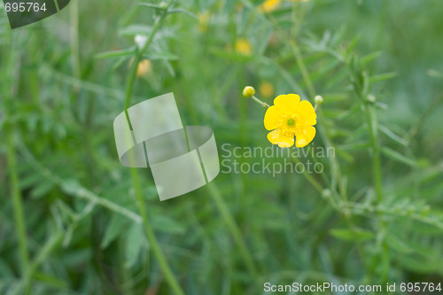 Image of Yellow flower