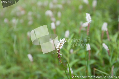 Image of Green herb, blanching moth
