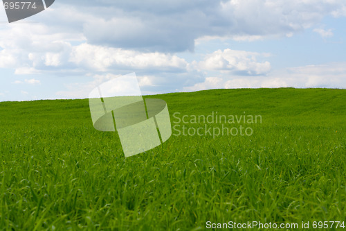 Image of Wallpaper green herb and sky 