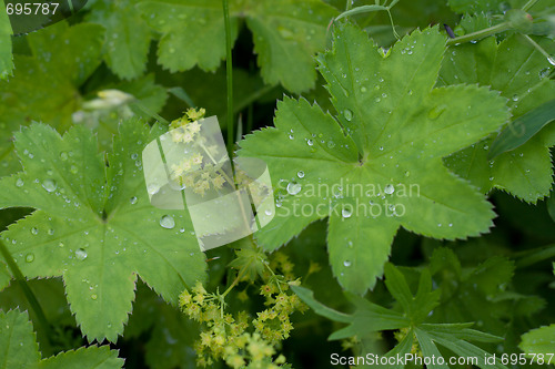 Image of Green herb