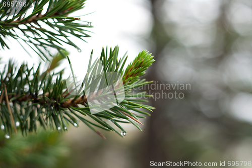 Image of Branch of the pine