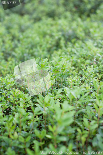 Image of Green sheet of the cowberry