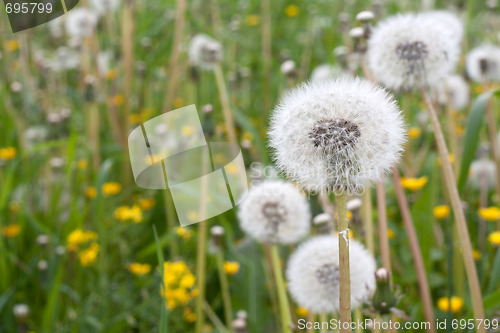 Image of Dandelions have ripened