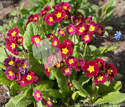 Image of Red flowerses