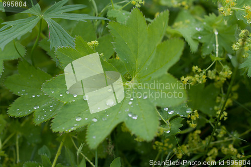 Image of Green sheet with drop