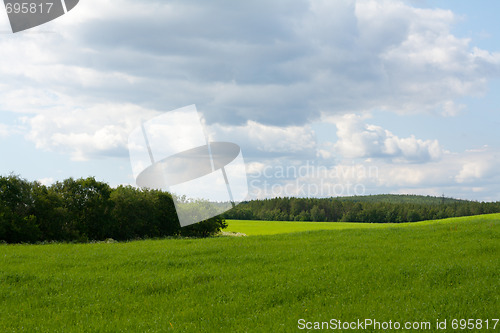 Image of Wallpaper green herb and sky 