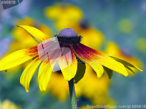 Image of rudbeckia