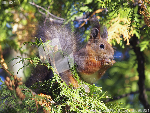 Image of red squirrel