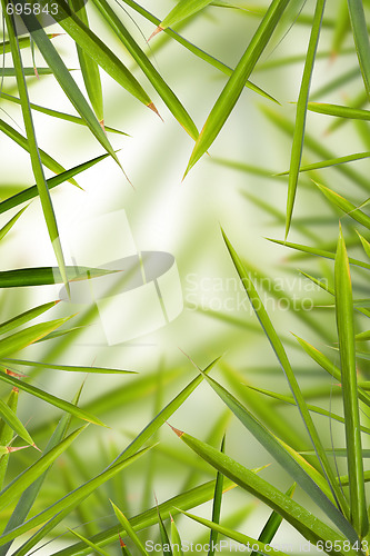 Image of Bamboo Shhot Backround