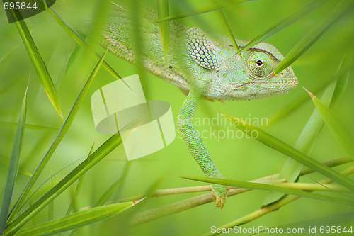 Image of Chameleon in a Green Bamboo Thicket