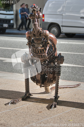 Image of Street Kangaroo, Brisbane, Australia, August 2009