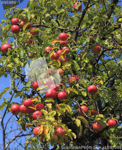 Image of Apple tree detail