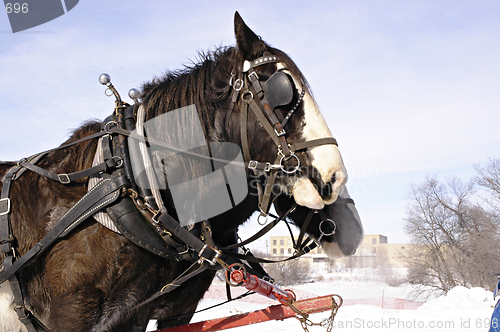 Image of Sleigh Horses