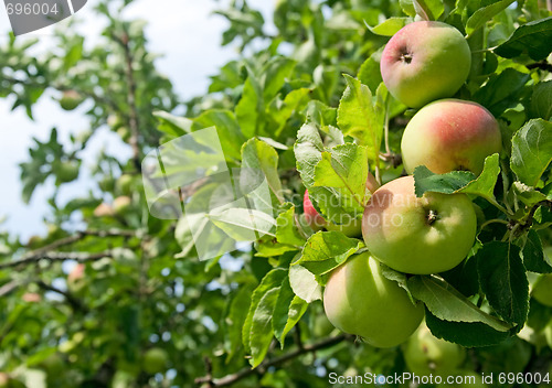 Image of Apples on a tree