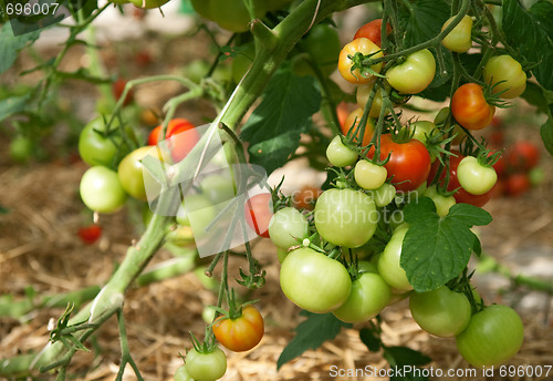 Image of Bunches of ripening tomatoes