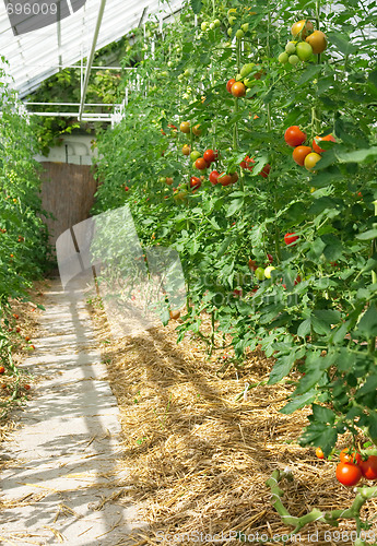 Image of Tomatoes ripening in a greenhouse