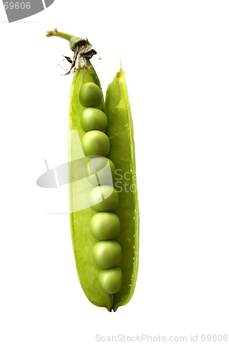 Image of Pea