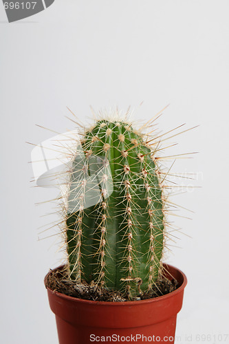 Image of Cactus in crock