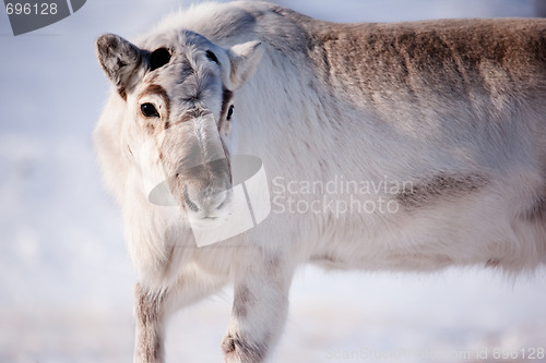 Image of Reindeer