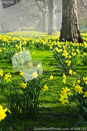 Image of Daffodils in St. James's Park