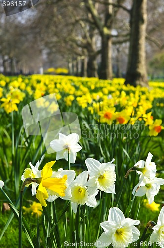 Image of Daffodils in St. James's Park