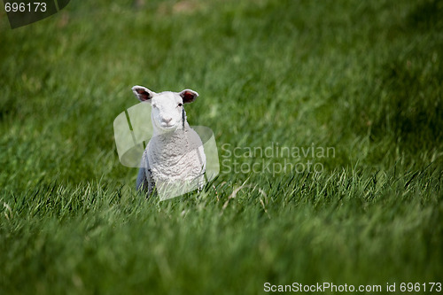 Image of Lamb