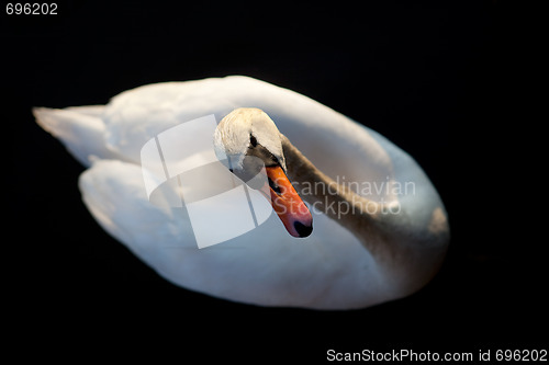 Image of Swan Abstract