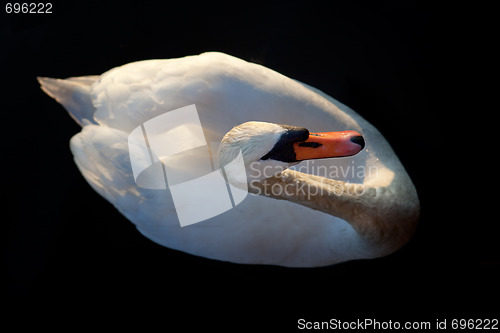 Image of Swan