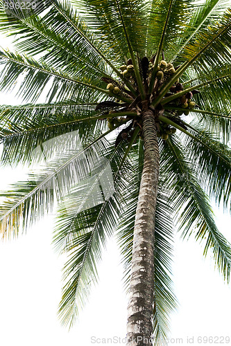 Image of Isolated Palm Tree