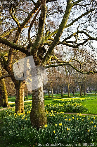 Image of Daffodils in St. James's Park