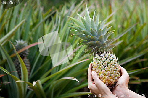 Image of Pineapple Garden