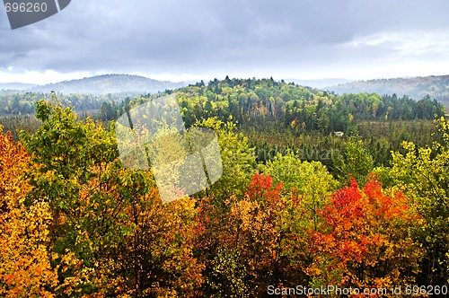 Image of Fall forest