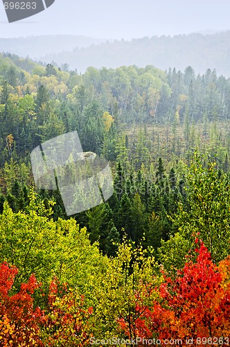 Image of Fall forest rain storm