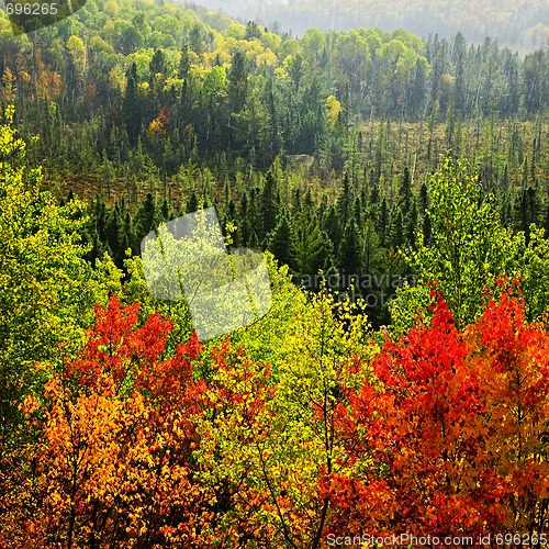 Image of Fall forest rain storm