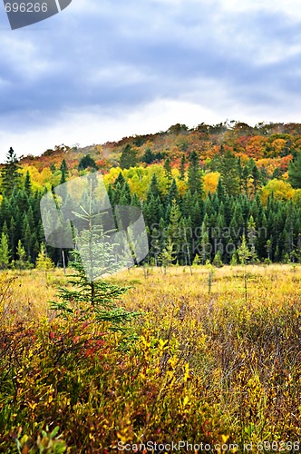 Image of Fall forest