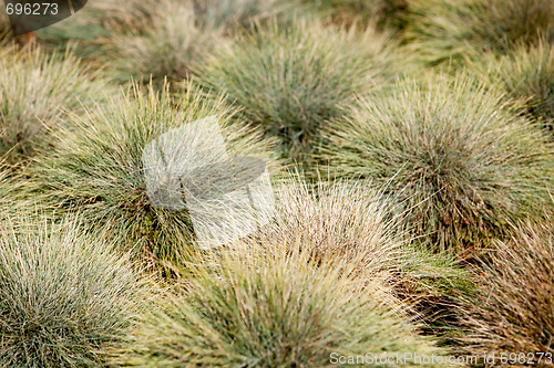 Image of Green Grass Abstract