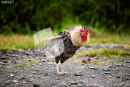 Image of Proud chicken