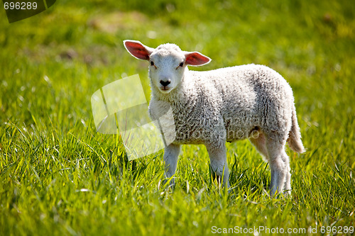 Image of Lamb