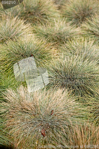 Image of Green Grass Abstract