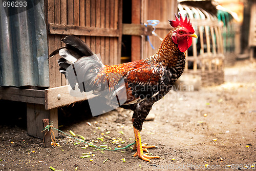 Image of Brown Chicken