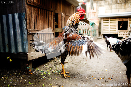 Image of Chicken