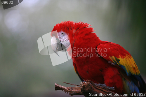 Image of Macaw