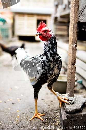 Image of White and Black Chicken