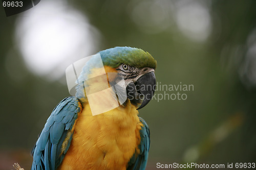 Image of Macaw