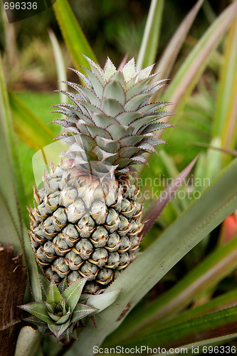 Image of Pineapple Plant