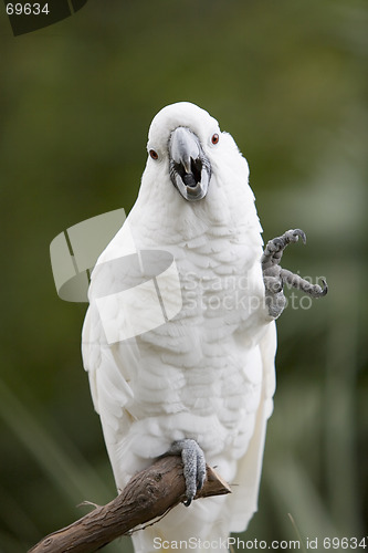 Image of Macaw