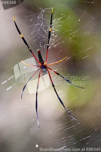 Image of Large Spider in Web