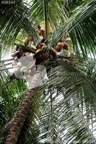 Image of Palm Tree Detail