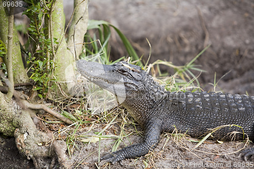 Image of Alligator